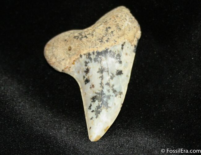 Inch Mako Fossil From Sharktooth Hill #846